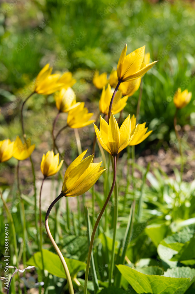 Yellow flowers of a wild meadow tulip blooming in the bright spring sun