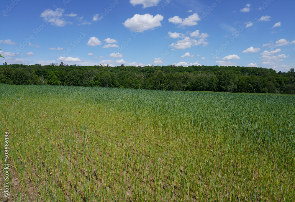 Spring field with young spikelets of wheat against the background of beautiful clouds on a sunny da Spring field with young spikelets of wheat against the background of beautiful clouds on a sunny da