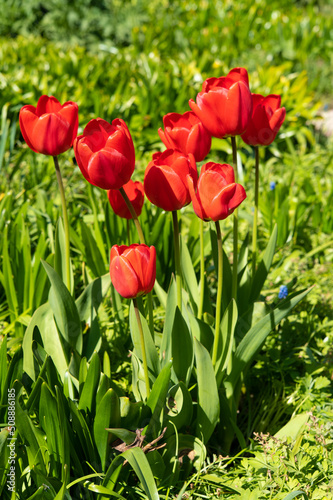 Several large red tulips blooming in the bright spring sun