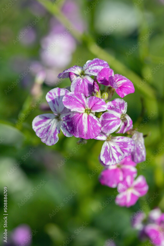 Bicolored dame's rocket blossom (Hesperis matronalis). Bicolored dame's rocket blossom (Hesperis matronalis).