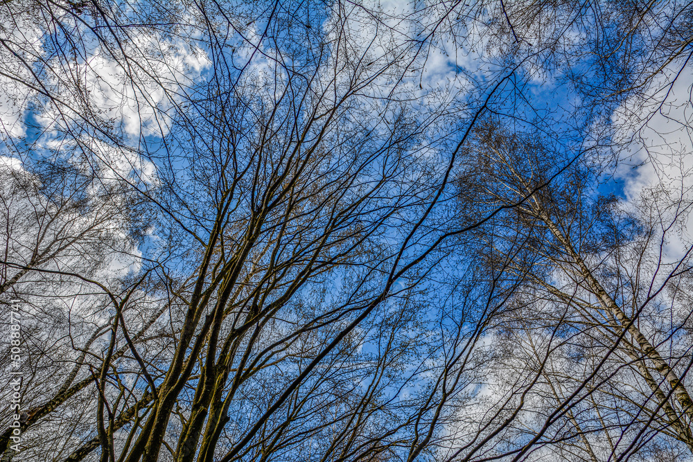 he branches of trees without leaves against the sky he branches of trees without leaves against the sky