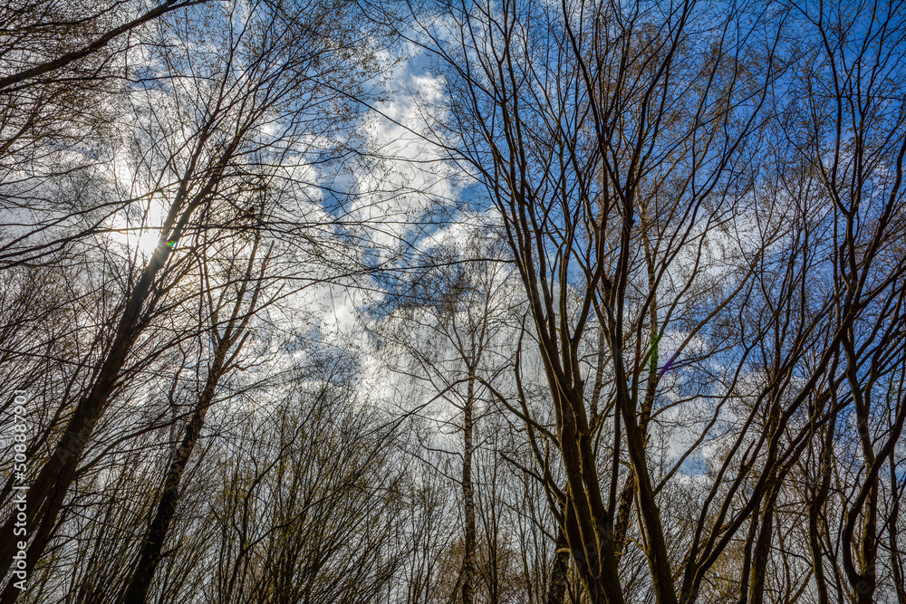 he branches of trees without leaves against the sky he branches of trees without leaves against the sky