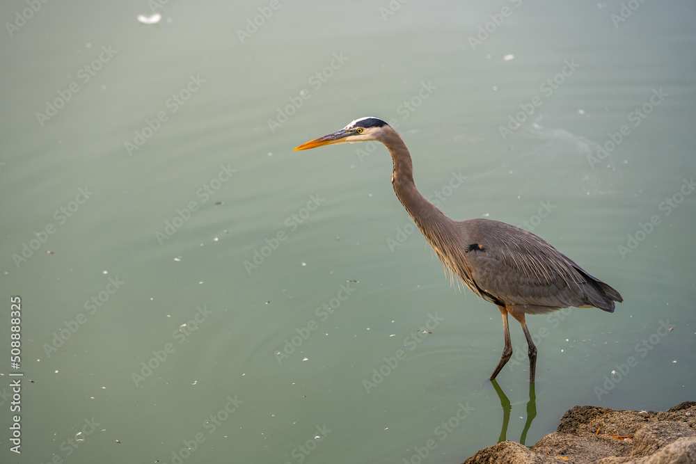Obraz premium Great blue heron (Ardea cinerea) stands in the shallow water of the lake and waits for prey.