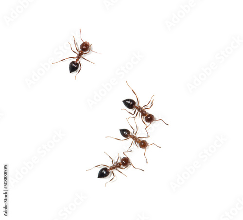 small ants on a white background