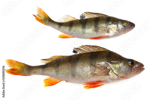 Fototapeta Naklejka Na Ścianę i Meble -  fresh perch fish isolated on white background
