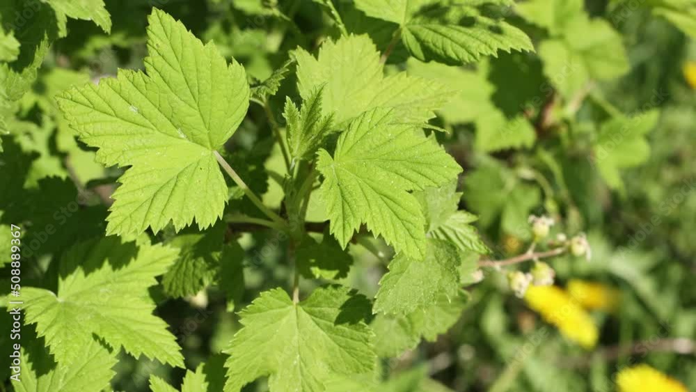 Green young currant leaves in a slight wind on a bright sunny day Green young currant leaves in a slight wind on a bright sunny day