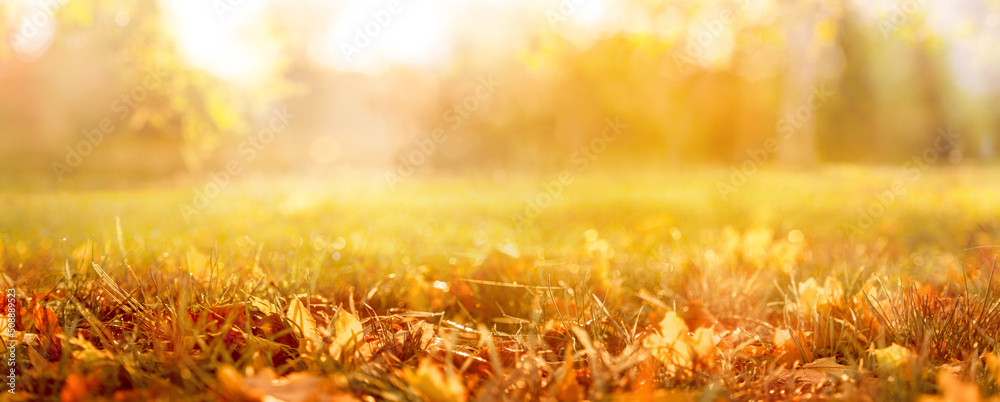 orange fall  leaves in park, autumn natural background