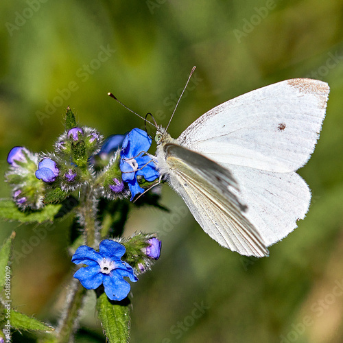 butterfly on a flower