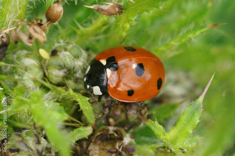 Obraz premium Closeup on a seven spotted ladybird, Coccinella septempunctata in green thistle leafs