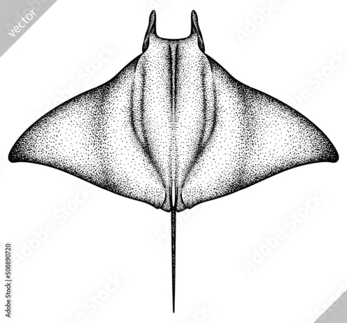 black and white engrave isolated stingray vector illustration