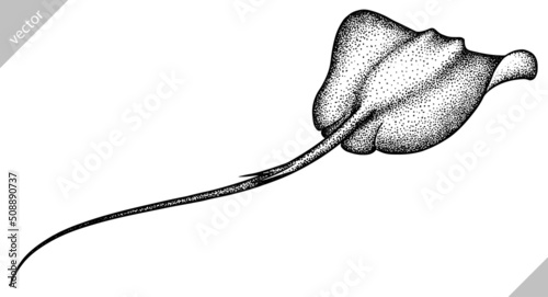 Obraz na plátně black and white engrave isolated stingray vector illustration