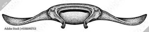 black and white engrave isolated stingray vector illustration