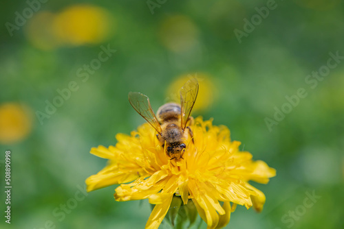 bee on yellow flower