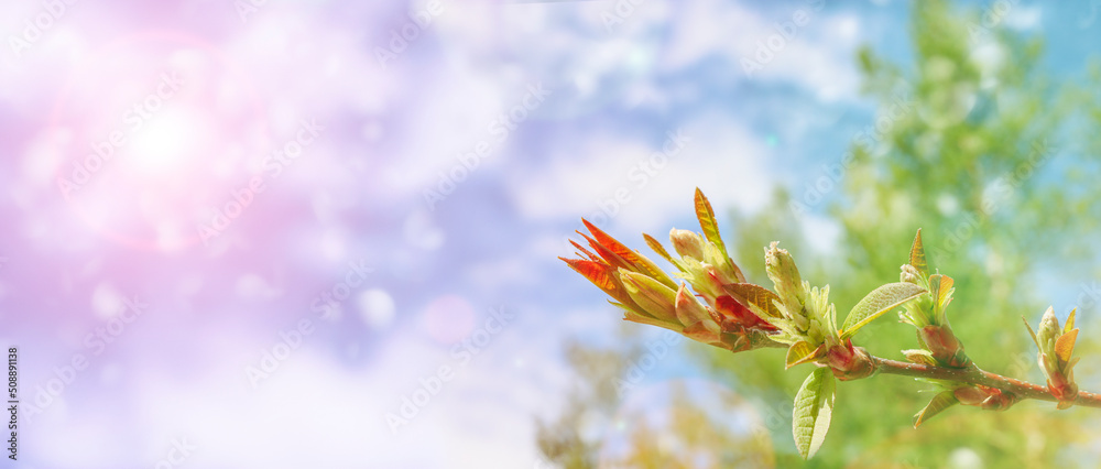 Detail with shallow focus bird cherry branches with young leaves and buds. Elegant image of spring nature. Detail with shallow focus bird cherry branches with young leaves and buds. Elegant image of spring nature.