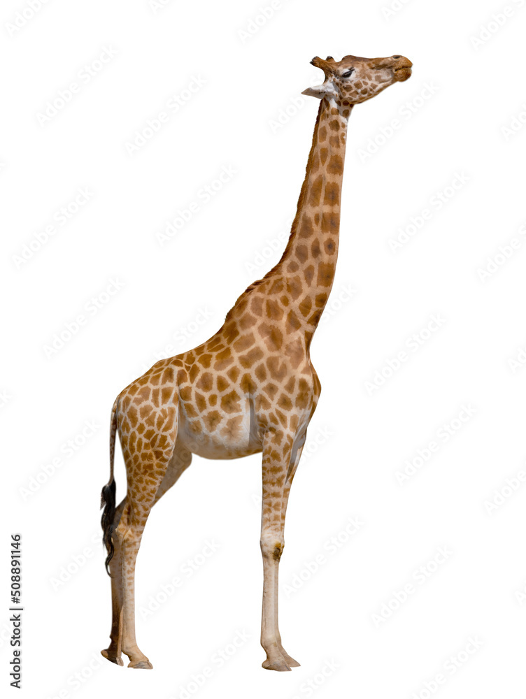 Naklejka premium giraffe standing profile isolated on white background giraffe standing profile isolated on white