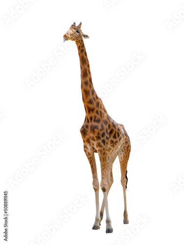 giraffe with tongue isolated on white background
