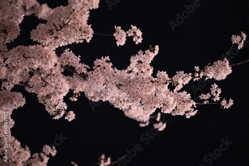cherry blossom