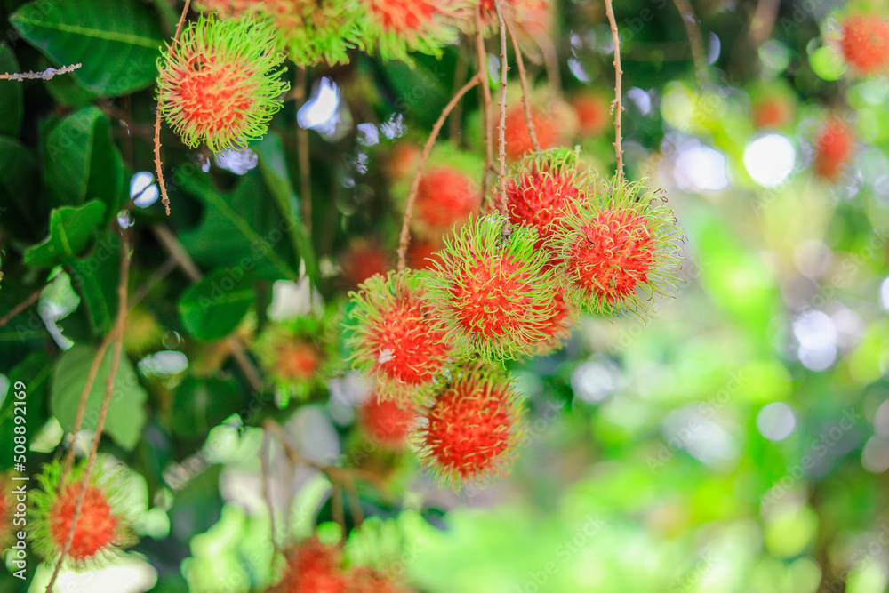 The background of the sweet fruit of rambutan, with green, yellow, red, appetizing colors, is a perennial fruit found in the garden, and can be processed into canned food for export. The background of the sweet fruit of rambutan, with green, yellow, red, appetizing colors, is a perennial fruit found in the garden, and can be processed into canned food for export.