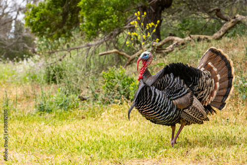 A male wild turkey with tail feathers spread stands in a meadow. 