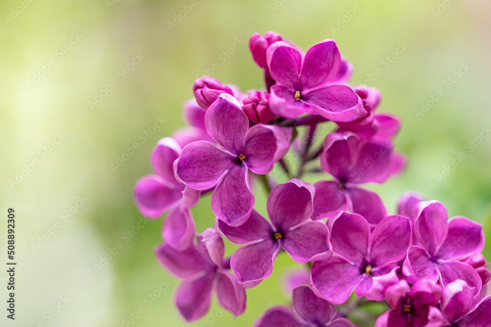 Beautiful lilac flowers in nature. Beautiful lilac flowers in nature.