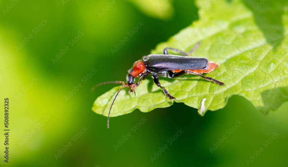 Beetle on a green leaf in nature. Beetle on a green leaf in nature.
