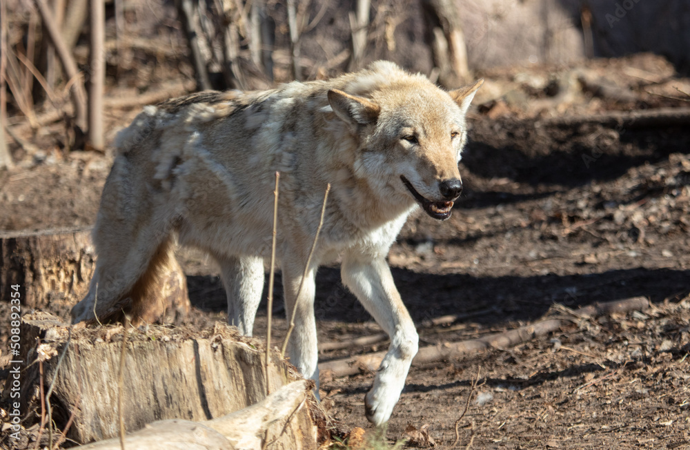 Fototapeta premium Wolf in the park in early spring.