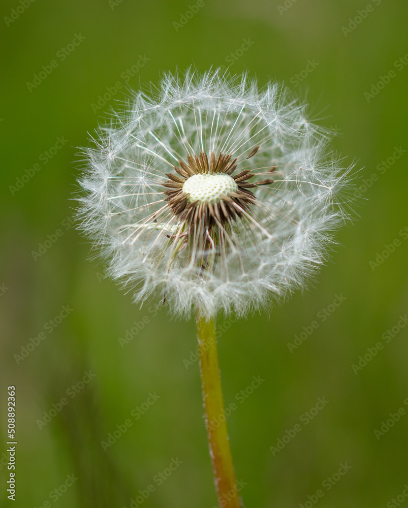 Dandelion in the park in nature.