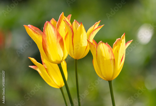 Yellow tulip flower in nature.