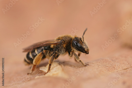 Detailed lateral closeup on a female Small-gorse mining bee, Andrena ovatula, sitting on a drief leaf