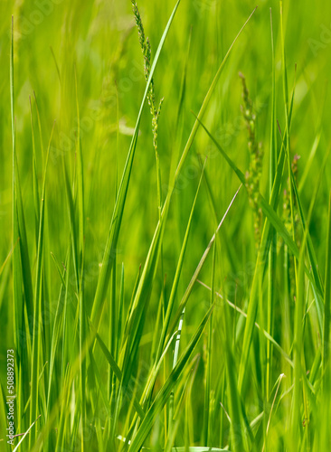 Green grass in nature as a background.