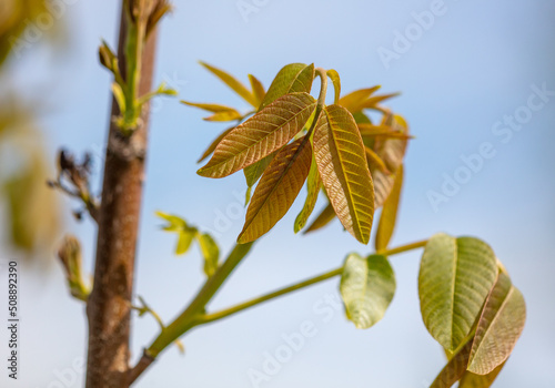 Small leaves on a walnut branch in spring.