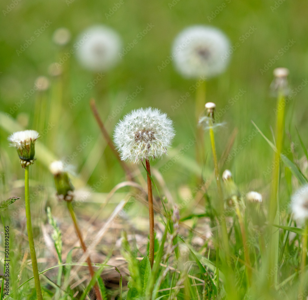Dandelion in the park in nature. Dandelion in the park in nature.