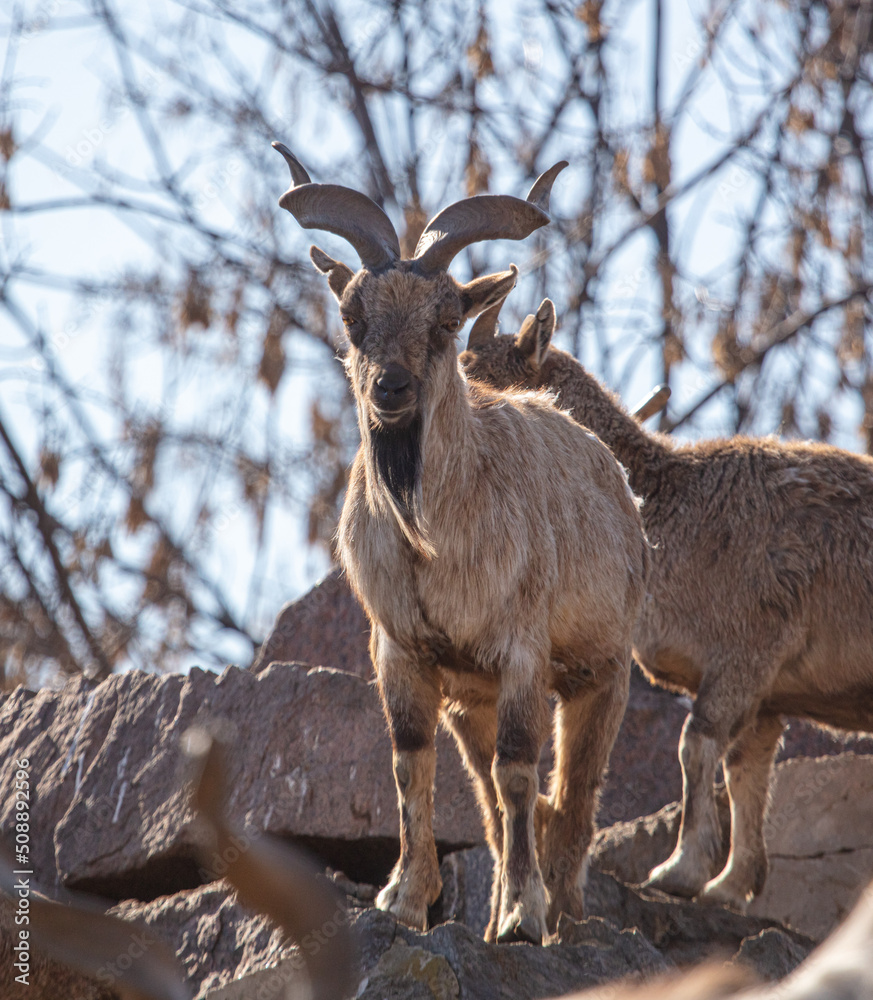 Portrait of a goat on top of a mountain. Portrait of a goat on top of a mountain.