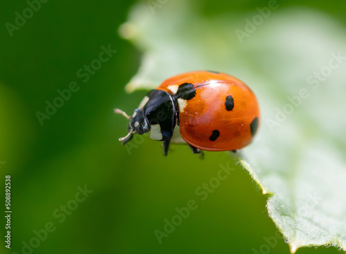 Ladybug on a green leaf in nature. © schankz