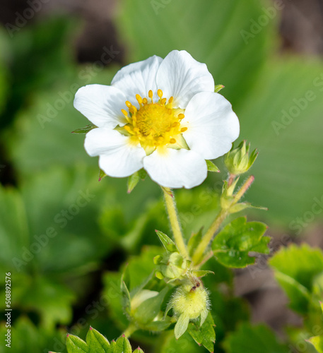 White flowers on strawberries in the vegetable garden.