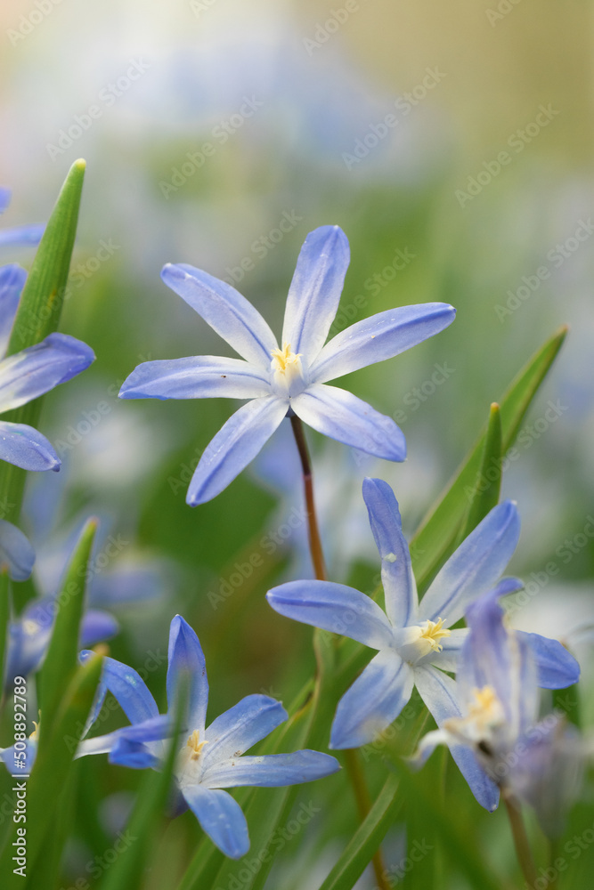 Closeup of blue flowers in spring Closeup of blue flowers in spring