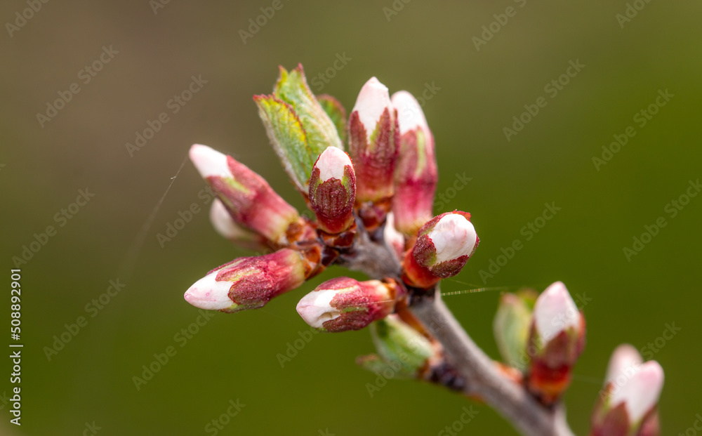 Flowers on a fruit tree in spring. Flowers on a fruit tree in spring.