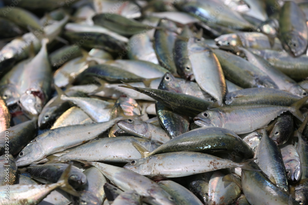 fresh fish on ice fresh fish on ice