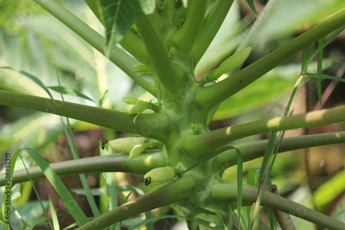 Close-up view of Indian papaya plant with its flowers and green leaves.