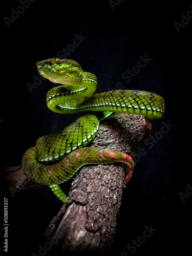 mentawaian pit viper