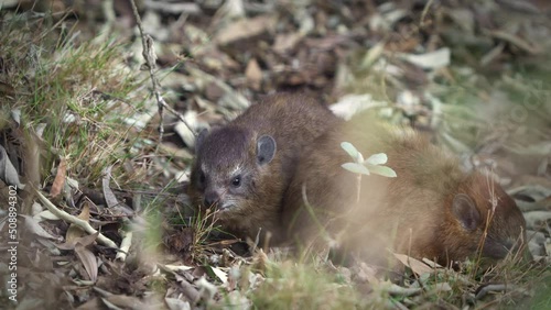 Rock Hyrax - Procavia capensis also dassie, Cape hyrax, rock rabbit or coney, terrestrial mammal native to Africa and the Middle East, small cubs or youngsters eat and play on rocks.