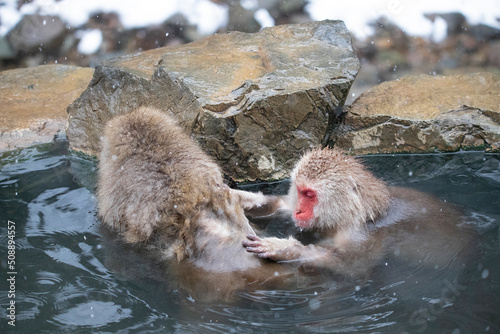 monkey in hot spring