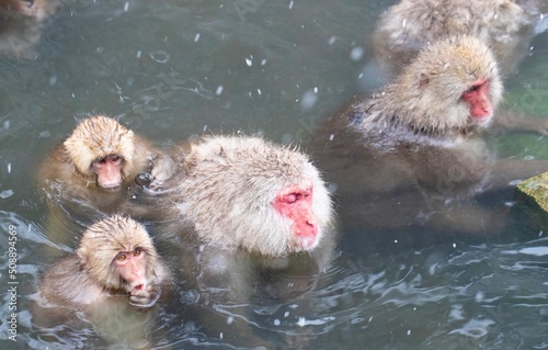 monkey in hot spring