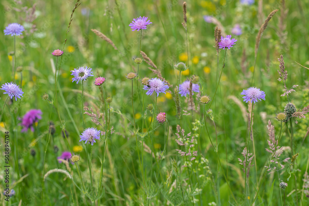 Field scabious (Knautia arvensis) between some grasses on a flower meadow.