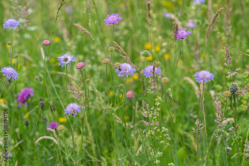 Field scabious (Knautia arvensis) between some grasses on a flower meadow. photo