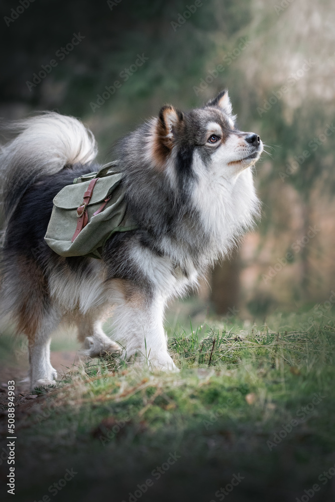 Portrait of a Finnish Lapphund dog outdoors Portrait of a Finnish Lapphund dog outdoors
