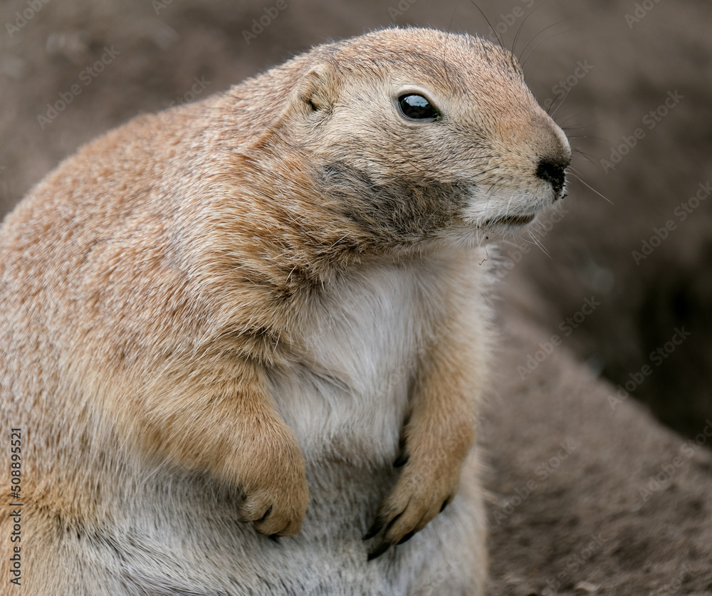 Naklejka premium Prairie dogs are herbivorous burrowing mammals native to the grasslands of North America. Within the genus are five species: black-tailed, white-tailed, Gunnison's, Utah, and Mexican prairie dogs.