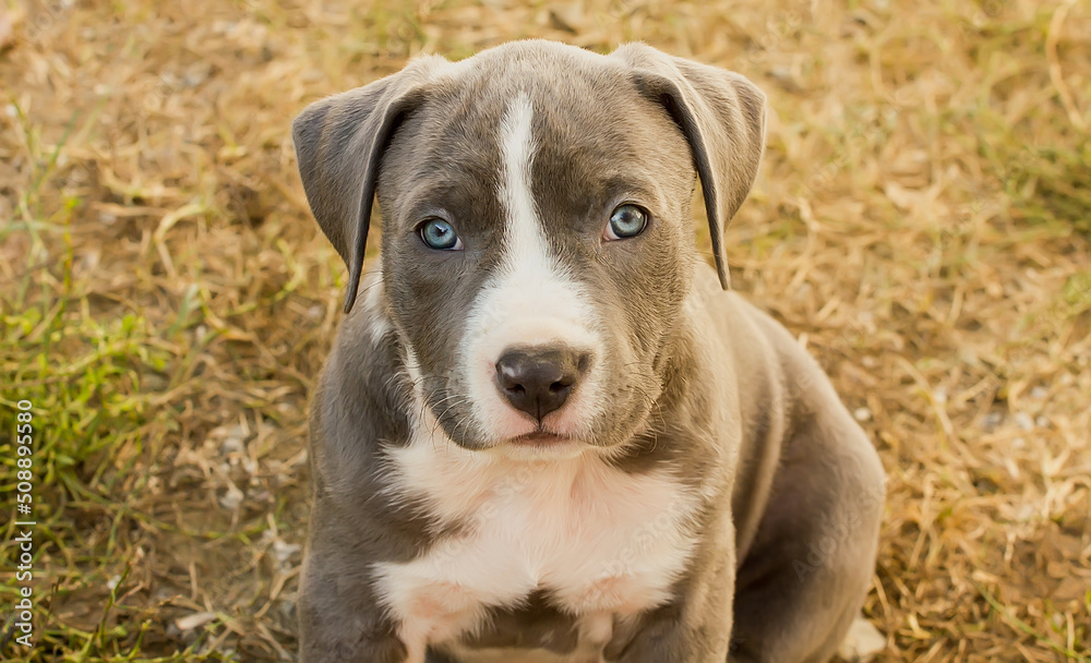 Beautiful Staffordshire Terrier Puppy on a clear day.