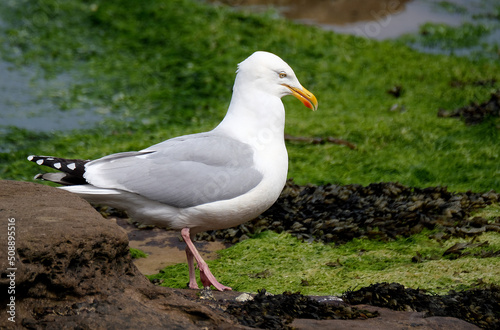 The European herring gull is a large gull, up to 66 cm long.