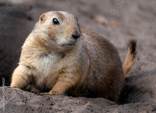 Foto Prairie dogs are herbivorous burrowing mammals native to the grasslands of North America